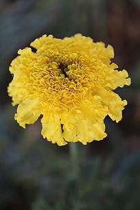 寿花照片,捕捉永恒之美的瞬间